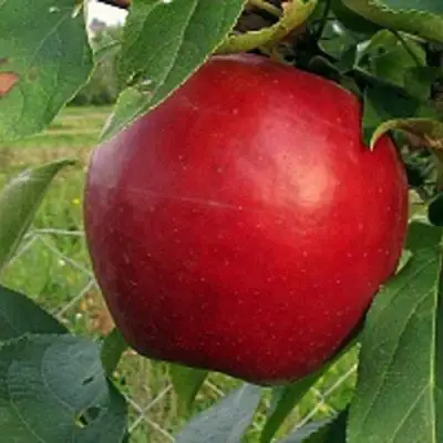 Яблоня РЕДФРИ в Волковыске