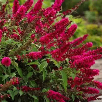 Буддлея давида РОЯЛ РЕД в Волковыске