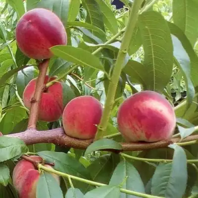 Персик КИЕВСКИЙ РАННИЙ в Волковыске