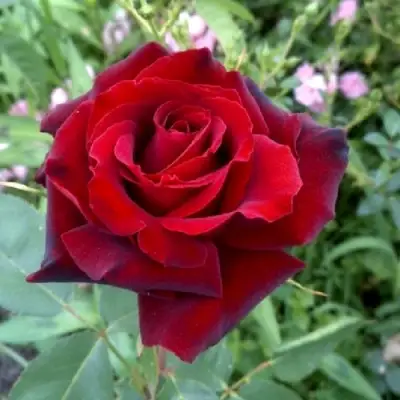 Роза ТАБУ чайно-гибридная в Волковыске