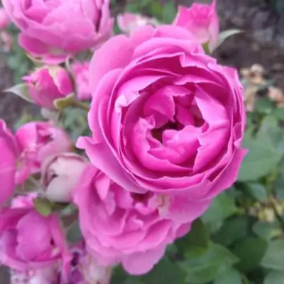 Роза МИСТИ БАБЛС спрей в Волковыске