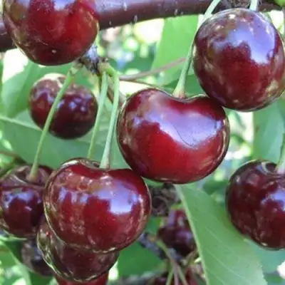 Вишня ЖАДАНА в Волковыске