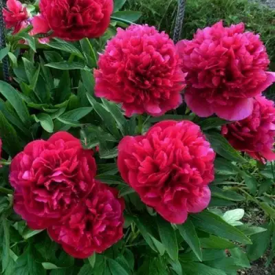 Пион БЕЛГРАВИЯ травянистый в Волковыске