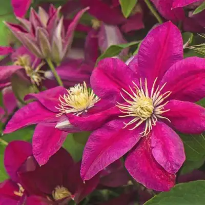 Клематис ЭРНЕСТ МАРКХАМ в Волковыске