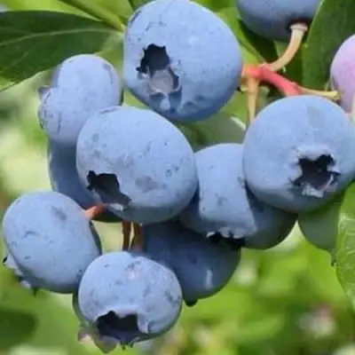 Голубика ДАРРОУ в Волковыске