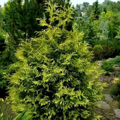 Туя ЗЕБРИНА ЭКСТРА ГОЛД складчатая в Волковыске