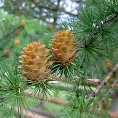 Лиственница КЕМПФЕРА в Волковыске