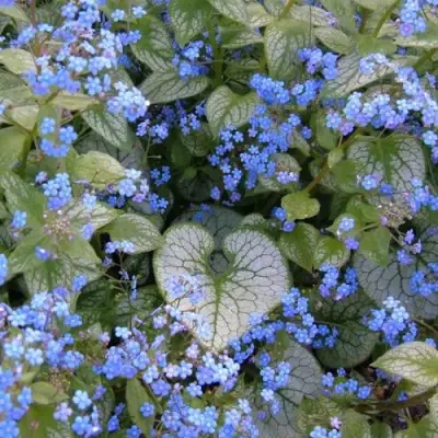 Бруннера ДЖЭК ФРОСТ в Волковыске