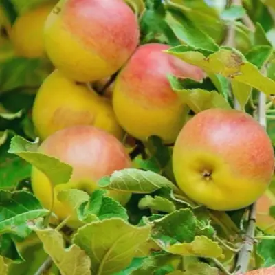 Яблоня ПАМЯТЬ БЛЫНСКОГО колонновидная в Волковыске