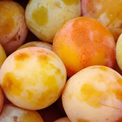 Слива ЯХОНТОВАЯ в Волковыске