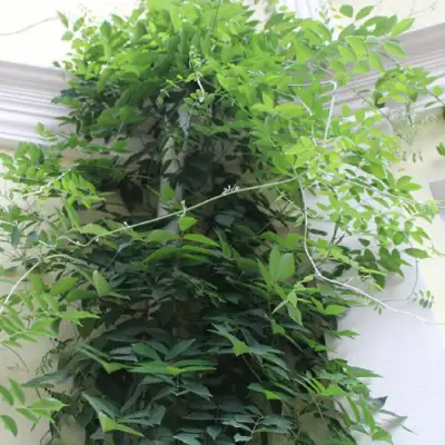 Глициния макростахия БЛЮ МУН в Волковыске