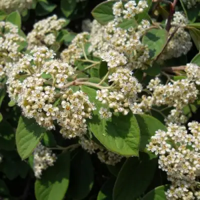 Кизильник пузырчатый в Волковыске