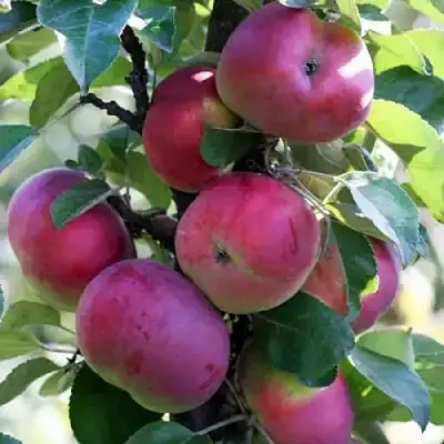 Яблоня ЕСЕНИЯ колонновидная в Волковыске