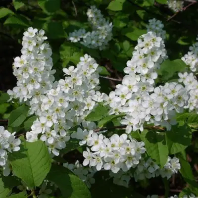 Черемуха ПАМЯТИ САЛАМАТОВА в Волковыске