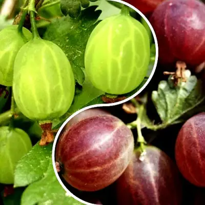 Комплект СКАЗКА в Волковыске