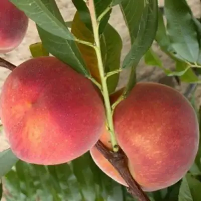 Персик ЮБИЛЕЙ СТОЛИЦЫ колонновидный в Волковыске