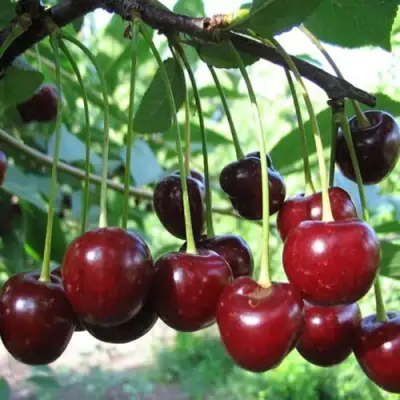 Вишня БЫСТРИНКА в Волковыске