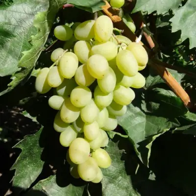 виноград гарольд