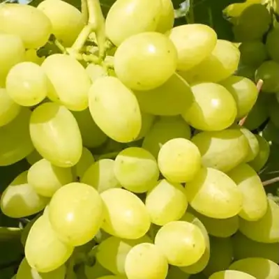 Виноград ДОЛГОЖДАННЫЙ в Волковыске
