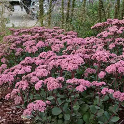 Очиток (седум) МАТРОНА в Волковыске