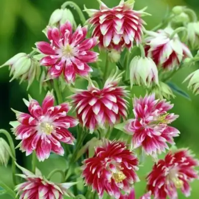 Аквилегия БАРЛОУ НОРА гибрид МакКаны в Волковыске