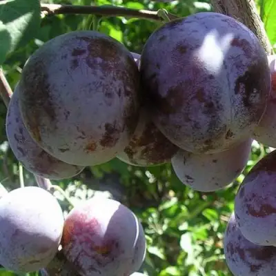 Слива РЕНКЛОД ХАРИТОНОВОЙ в Волковыске