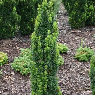 Тис ВОЙТЕК средний  в Волковыске