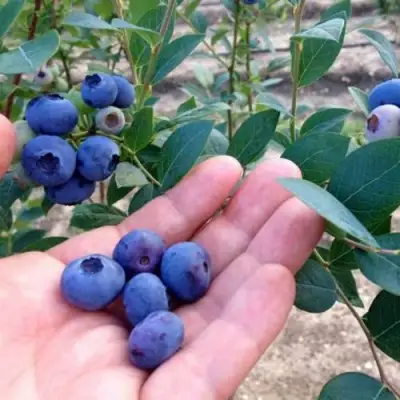 Голубика НОРТ КАНТРИ в Волковыске