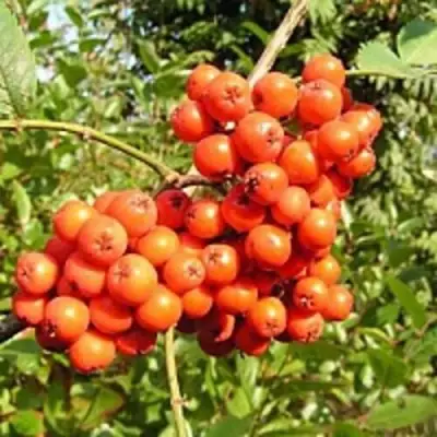 Рябина КОНЦЕНТРА сладкоплодная в Волковыске