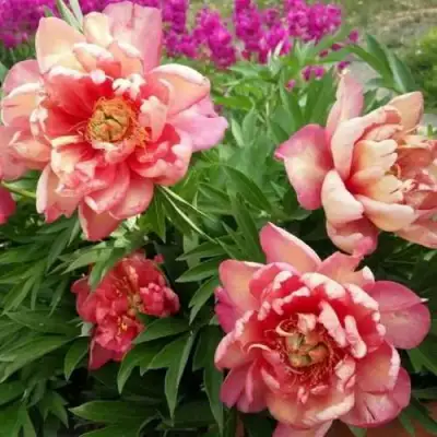 Пион ДЖУЛИЯ РОУЗ ито-гибрид в Волковыске