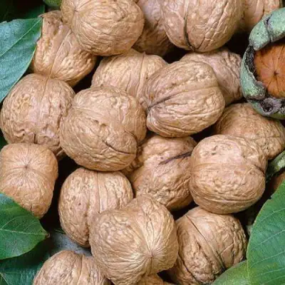 Грецкий орех ПРЕЗИДЕНТ в Волковыске