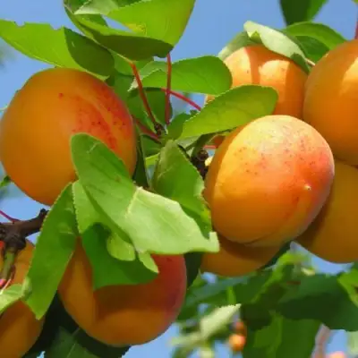 Абрикос КИЕВСКИЙ РАННИЙ в Волковыске