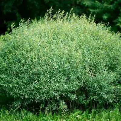 Ива НАНА пурпурная в Волковыске