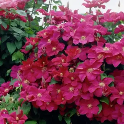 Клематис РУЖ КАРДИНАЛ в Волковыске