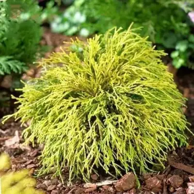 Кипарисовик ВАВЕЛ горохоплодный в Волковыске