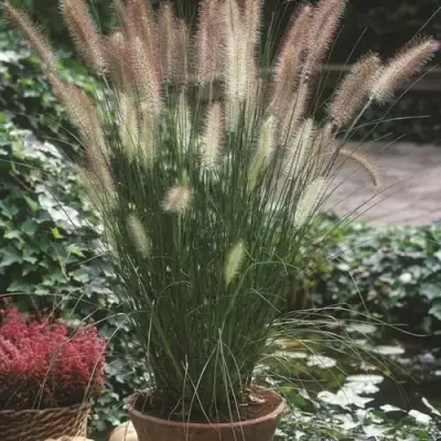 Пеннисетум ХАМЕЛН в Волковыске