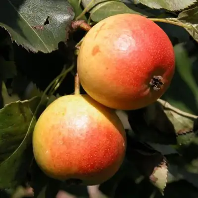 Груша АЛЁНУШКА в Волковыске