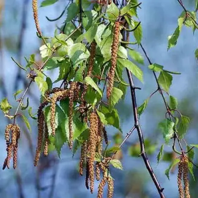 Береза ПОВИСЛАЯ в Волковыске