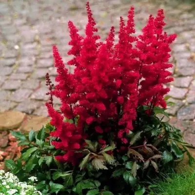 Астильба ГЛАТ Арендса в Волковыске