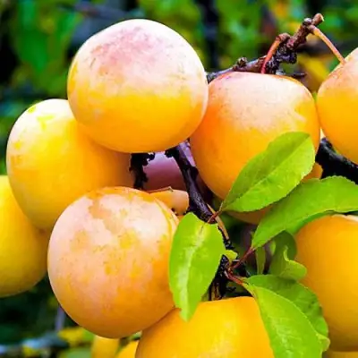 Слива МИНСКАЯ в Волковыске