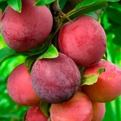 Слива КЛЕОПАТРА в Волковыске