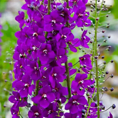 Коровяк ВИОЛЕТТА (вербаскум) в Волковыске