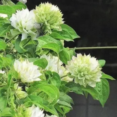 Клематис КОХАНА в Волковыске