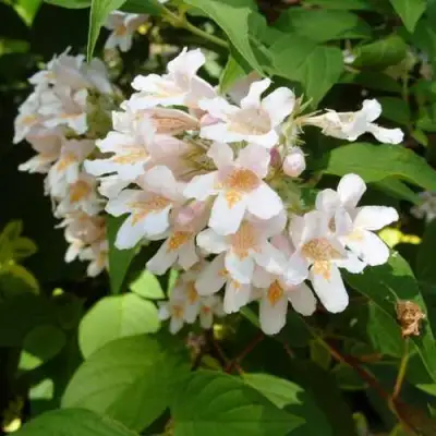 Кольквиция прелестная в Волковыске