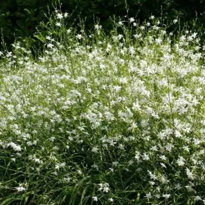 Венечник ветвистый в Волковыске