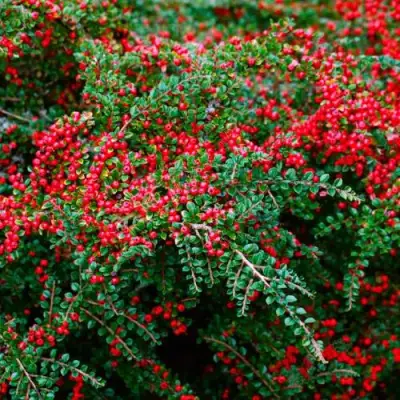 Кизильник горизонтальный в Волковыске