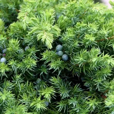 Можжевельник ШЛЯГЕР прибрежный в Волковыске