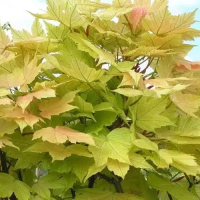 Клен ложноплатановый в Волковыске