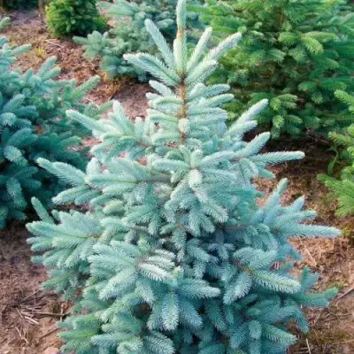 Ель КЕЙБАБ колючая в Волковыске