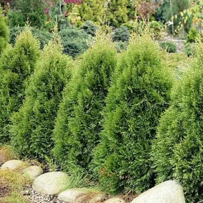 Туя СМАРАГД ВИТБОНТ западная в Волковыске
